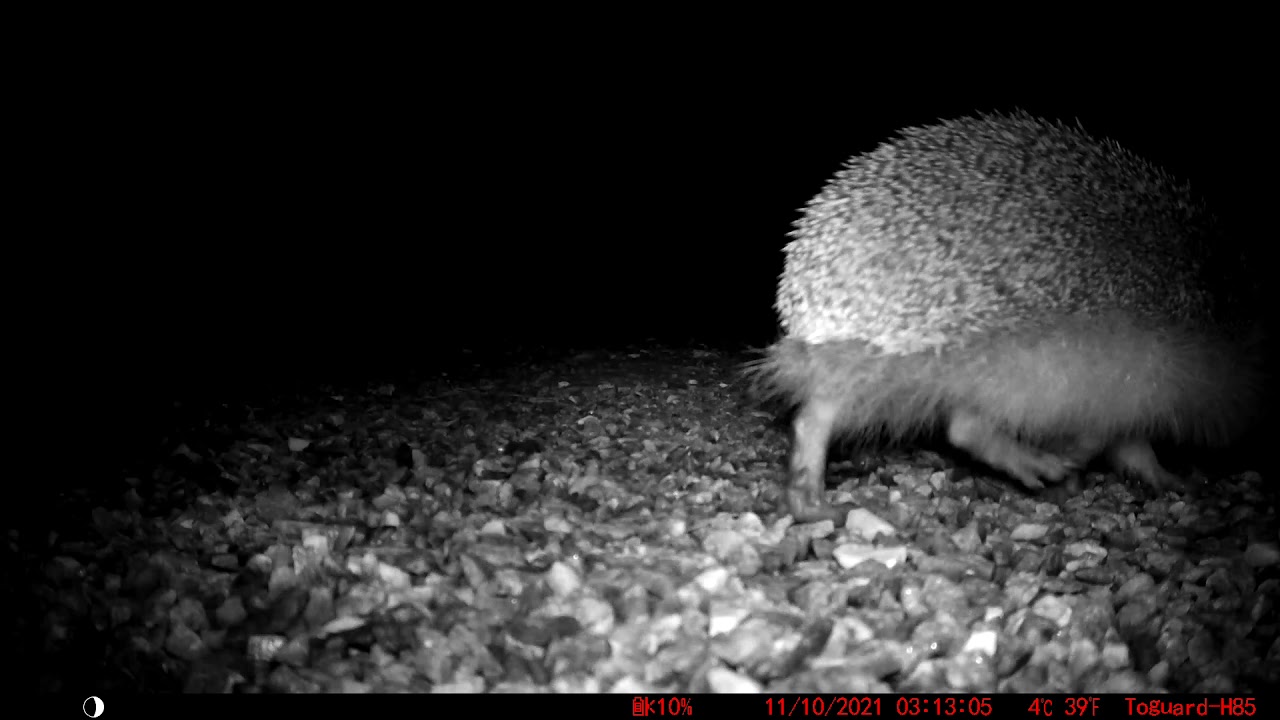 Hedgehog Closeup