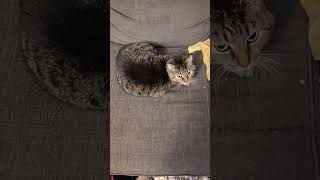 croissant cat