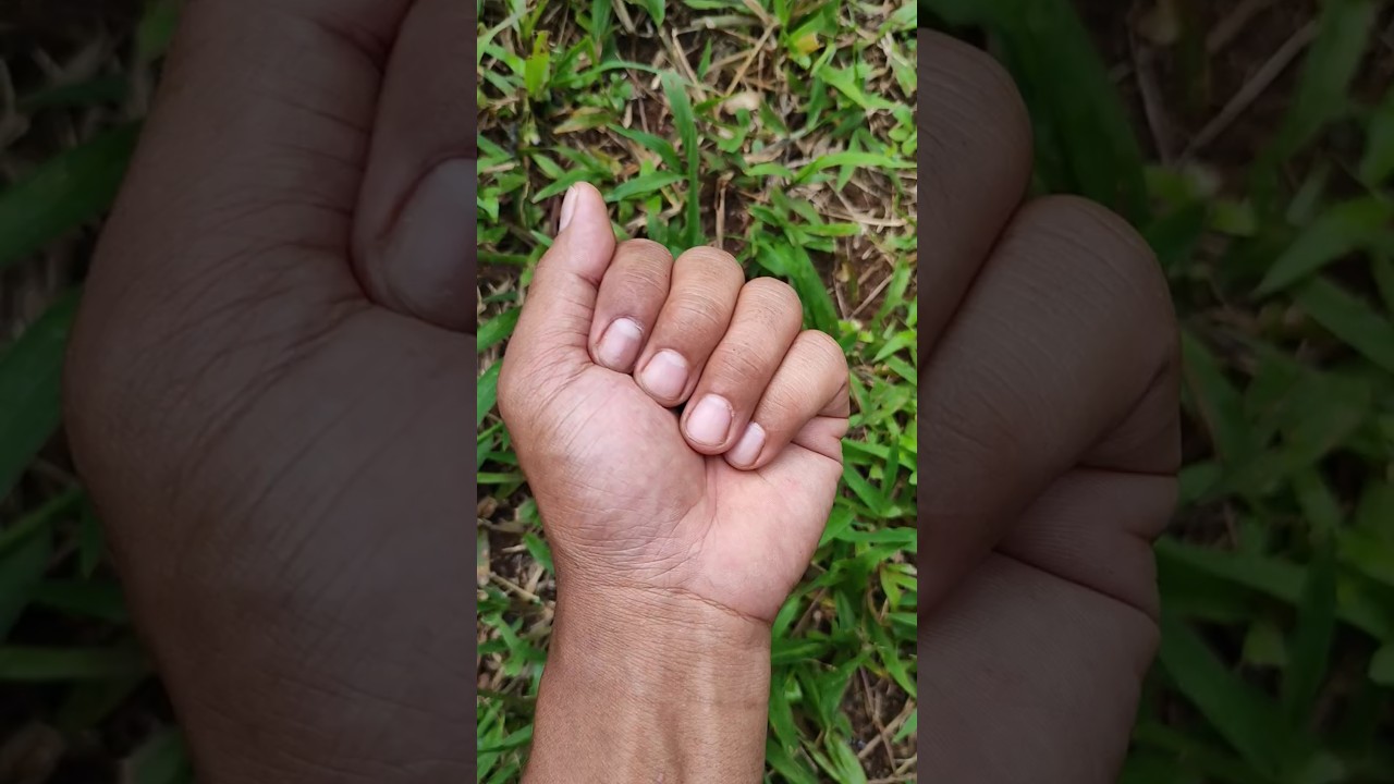 cute and small beetle 