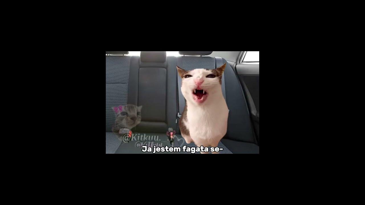 Może coś zaśpiewamy 😂 #cats #śmieszne#greenscreen #cat #trend#memes#funny#memy #catmeme