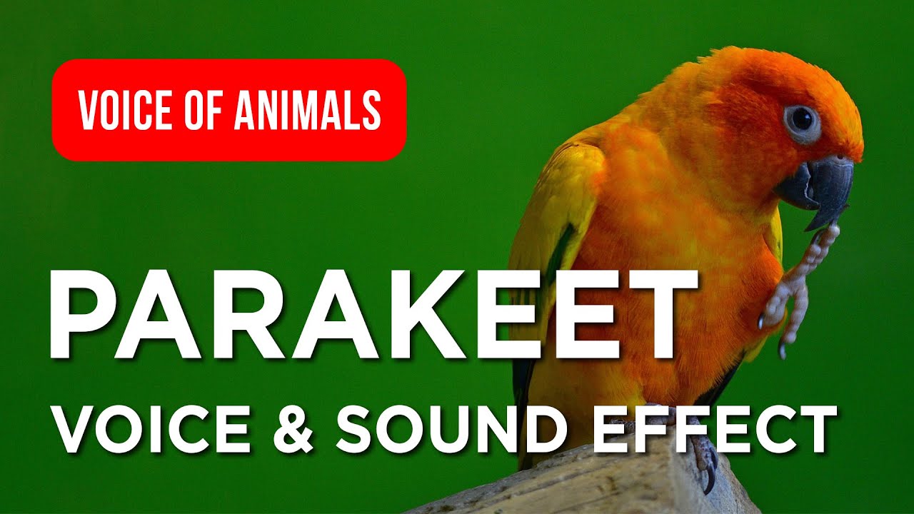 Parakeet Voice & Original Sounds for Kids, About Parakeets 🦜✨ Close-Up Nature Video 