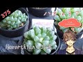 【多肉植物】Haworthia ハオルチアの冬越し！（雑談付き）