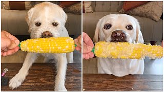 DOGS TRY CORN-ON-THE-COB! ASMR by Life with Labrador Lucy 22,562 views 1 year ago 5 minutes, 22 seconds