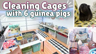 Real Time Guinea Pig Cage Clean for 6 guinea pigs!