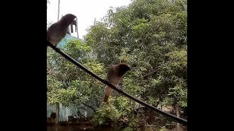 Spy camera  - Inside Birds Nest 😎 #status  #shorts