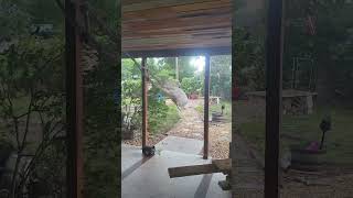 Wild Winds Whip Florida Yard