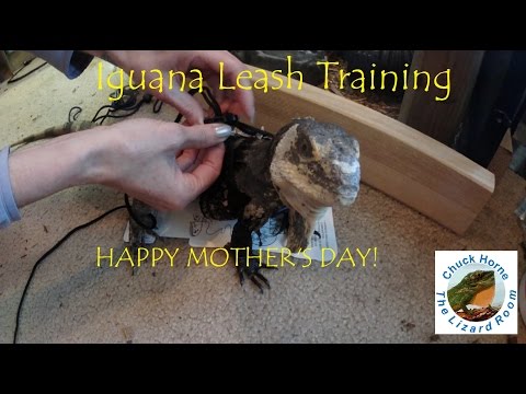 Iguana Leash Training