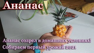 Ананас созрел в домашних условиях!  Собираем урожай ананасов.