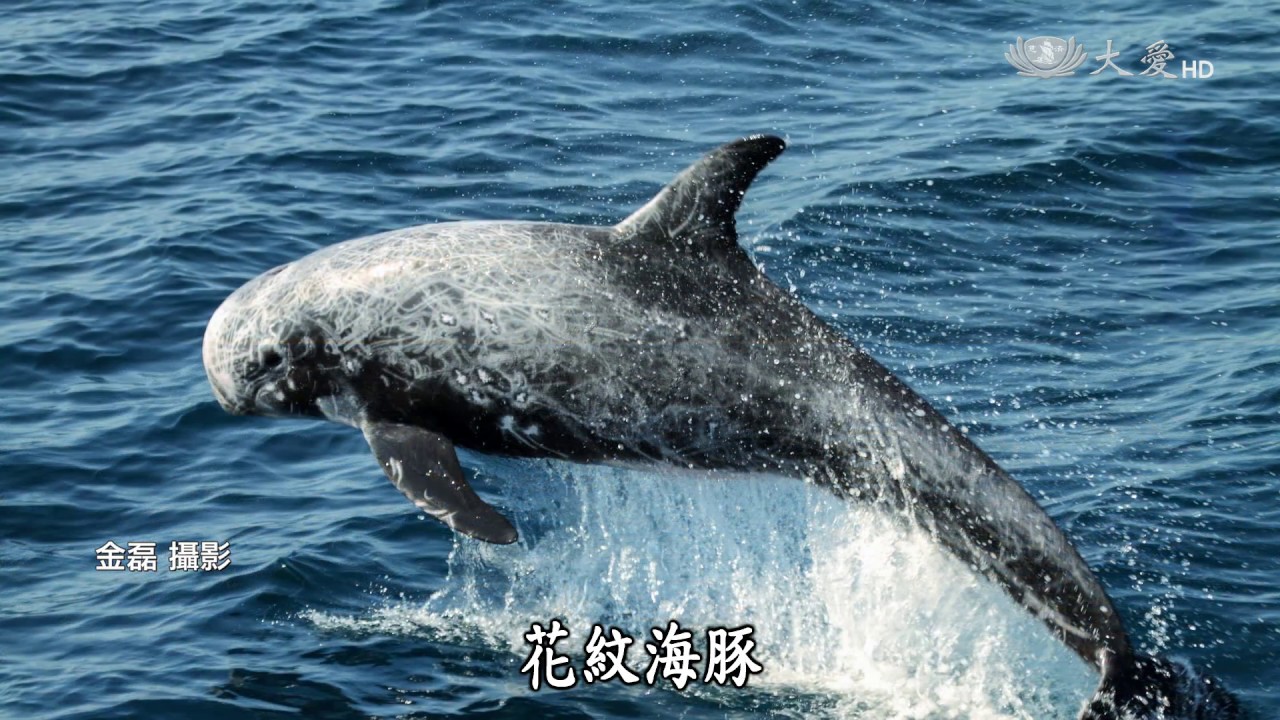 海洋台灣】宜花東賞鯨4港口發展逾20年帶來什麼成果與影響？ - 黃小莫的旅行生活