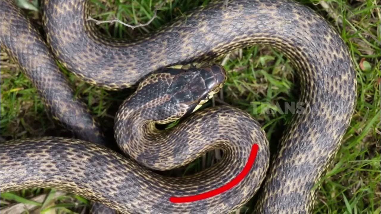 Hojatxonada tarqalgan vaginalar haqida videoni pastdan tomosha qiling.