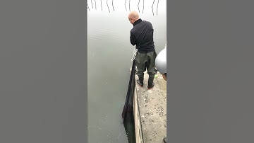 Quăng chài rô phi