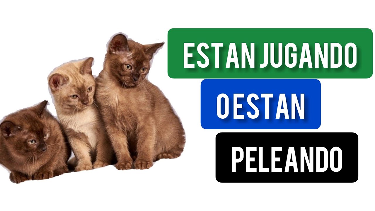 Como Se Si Mis Gatos Estan Jugando O Peleando