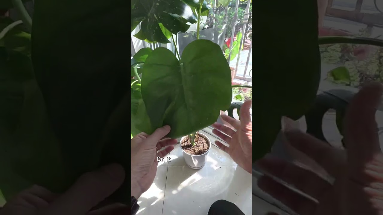 philodendron birkin red Philodendron Pink Bikini Houseplant with Planter - Small (tall) Gold Planter