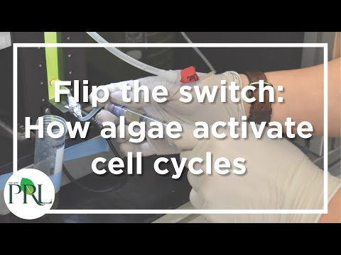Benning lab: How algae activate cell cycles
