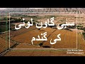 Village Luni Sibi Balochistan Wheat Crops |سبی گاوں لونی کی گندم | Sibi Baluchistan