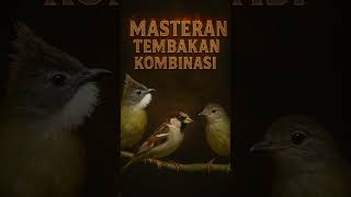masteran burung kombinasi #masteranburung #burungmasteran #burunggereja #kicaumania #burung