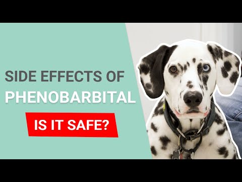 Videó: Fenobarbitol mellékhatás kutyákon