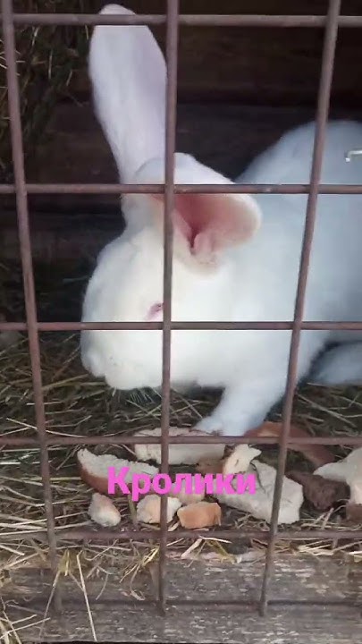кролики🐰 маленькі та великі💥 - YouTube