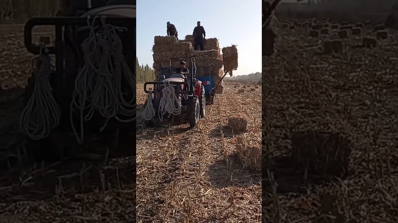 Wheat straw bale lifting machine//