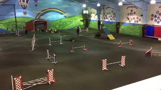 Into and Sisu first agility trial