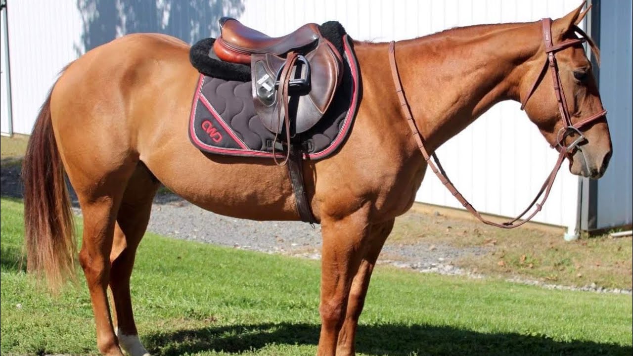 Sonny Presented by Diamanté Equestrian YouTube