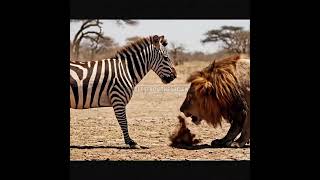 THE ZEBRA THAT BROKE THE LION'S JAW