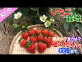 【いちご栽培】植え付けから収穫までのまとめ🍓糖度と重さもはかってみた🍓