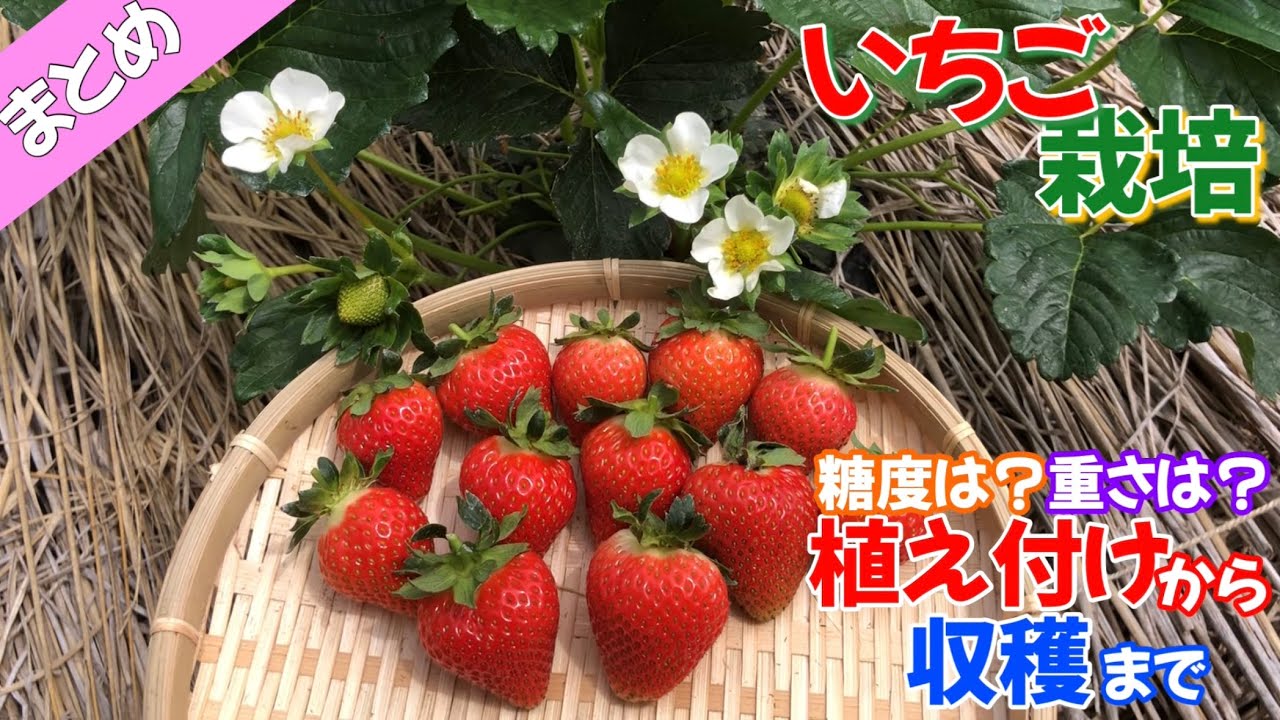 【いちご栽培】植え付けから収穫までのまとめ🍓糖度と重さもはかってみた🍓