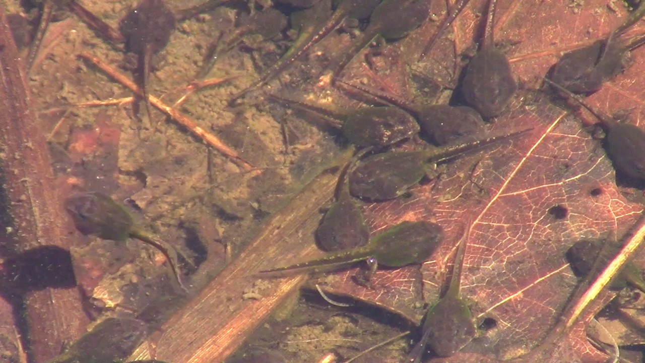 Fowler's Toads in 2 Stages