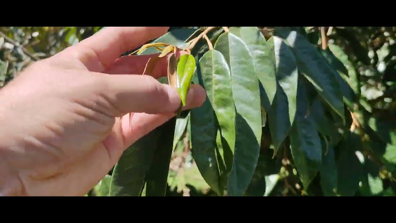 Vườn Sau Hai Ngày Xử Lý Hãm Ngọn, Mở Lá, Già Lá Nhanh Trước khi Xổ Nhụy...