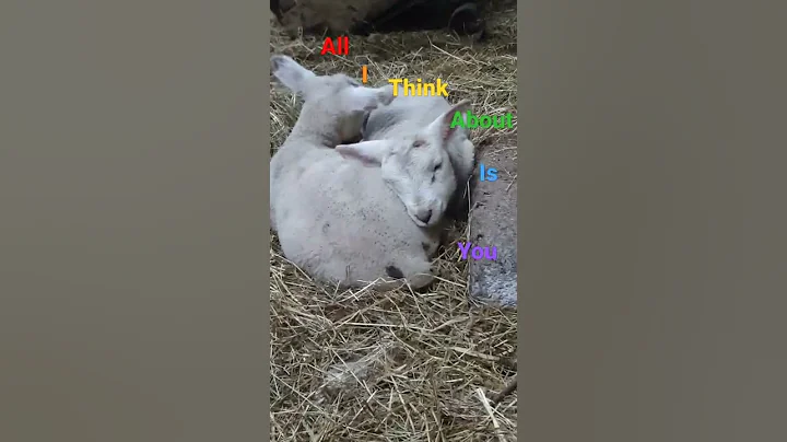 my new lambs