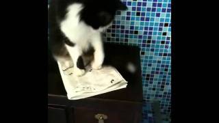 Il gatto e i cruciverba screenshot 5