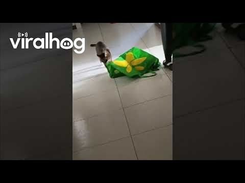 Cat Jumps From
