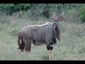 SOUTH AFRICA nyala, Kruger national park (hd-video)