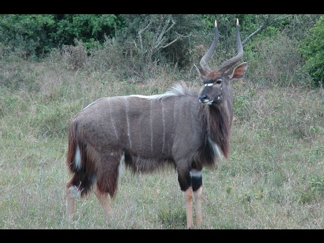 SOUTH AFRICA nyala, Kruger national park (hd-video) class=