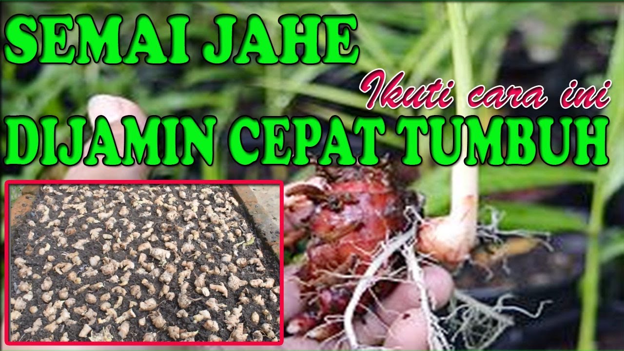 CARA SEMAI JAHE EMPRIT YANG MUDAH dan CEPAT TUMBUH II petani KREATIF