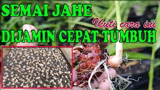 Download lagu HOW TO SEED EMPRIT GINGER THAT IS EASY AND GROWS QUICKLY II CREATIVE farmer