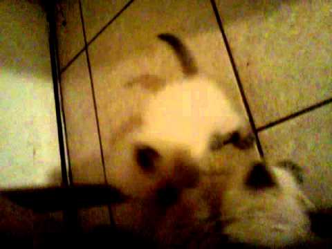 Long Hair Siamese Kittens Youtube