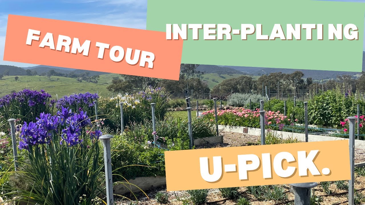 Tour of the Flower Farm, discussion on inter planting and you- pick. 