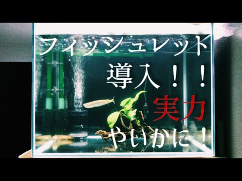 アクアリウム】60センチワイド水槽⑧フィッシュレット導入！実力検証