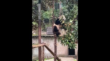 Pandas