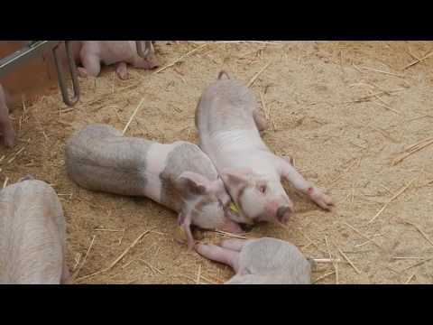 豚の親子3 2015 0929 - YouTube