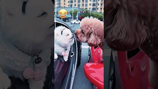Este perro encontró el amor en un semáforo#shorts #pets #cute #animals #puppy