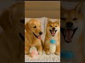 The duo of two funny dogs #dogshorts #funny #ai