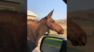Mama Moose Looks and Calls for Calf After Getting Separated || ViralHog