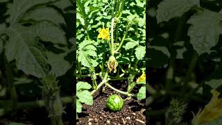 Watermelon germination from seed to mature plant with fruit, natural food, organic fruit