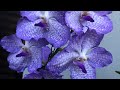 Цветение Орхидей (2) Февраль 2021