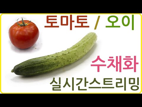 기초수채화 토마토, 오이 그리기 수채화 실시간스트리밍