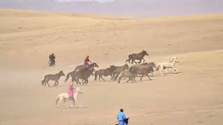 Penggembala Unjuk Kelihaian Menangkap Kuda Dengan Laso Di Mongolia Dalam  China Utara