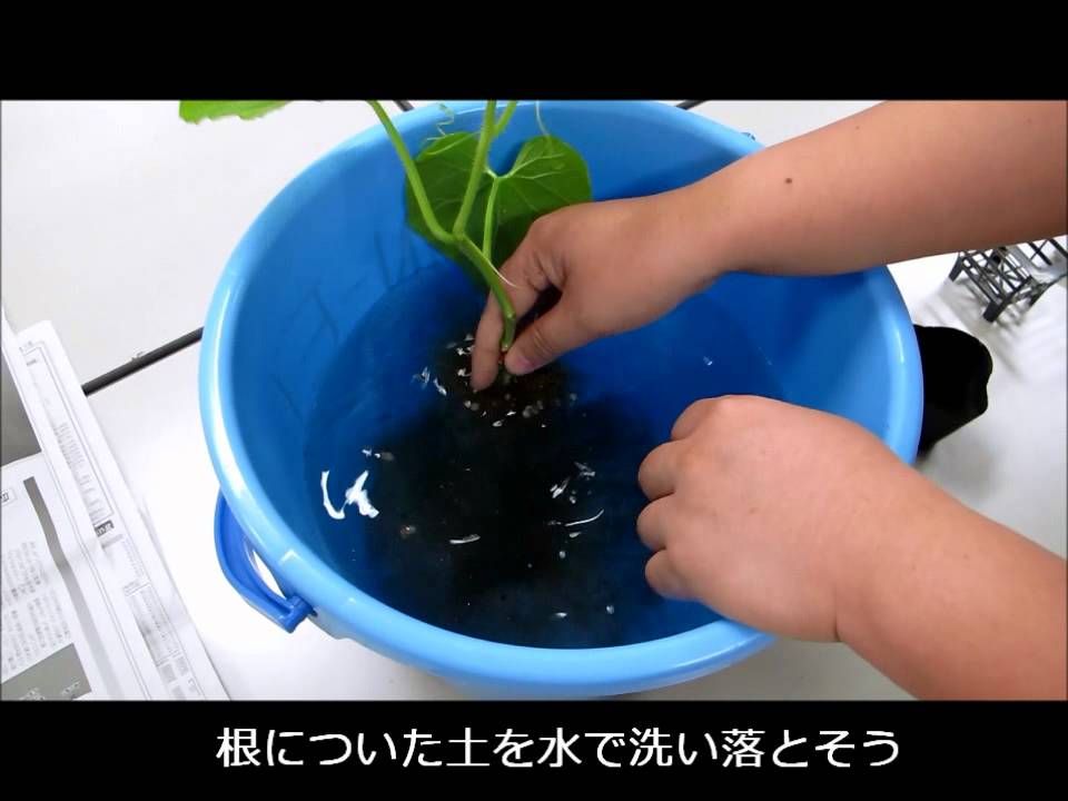 水耕栽培キット Ie Na 苗から植え替え 三栄水栓 Youtube